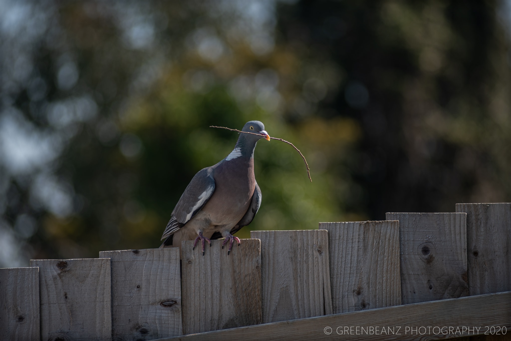 Pigeon Collecting for nest in the backgarden April 2020